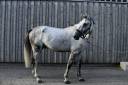 Cheval &agrave; vendre Hongre 10 ans 1m75