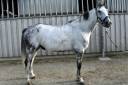 Cheval &agrave; vendre Hongre 10 ans 1m75