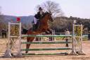 PSF jument, 13 ans, CSO PElite/AS2