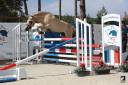 Hongre - Fjord - 3 ans - CSO- CCE- Dressage - France 