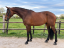 Hongre-Selle Fran&ccedil;ais-9 ans-CSO-CCE-Dressage-France 