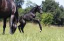 Pouliche - CDF - 2026 - Dressage - France