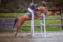 Super Ponette D de Concours 