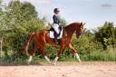 Hongre - Hanovrien - 5 ans - Dressage - France