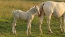 Pouliche cremello 