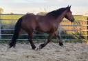 Jument crois&eacute;e cob normand trait belge de 3 ans
