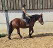 Jument crois&eacute;e cob normand trait belge de 3 ans