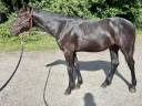 Poulain 2025 - PRE x OLD