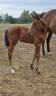 Pouliche CSO bai fonce top look et origines