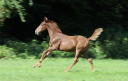 CAPISTRIO &ndash; La performance inscrite dans le pedigree