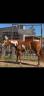 Jument Paint Horse A vendre 2021 Overo