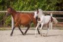 Ponette poulini&egrave;re New forest import&eacute;e de grande bretag