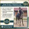 Debourrer son cheval 