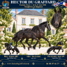 HECTOR DU GRAFFARD poulain frison ne le 13/05/26