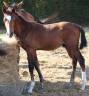 Poulain SF Ulmar mail x Champs elysees x Le tot