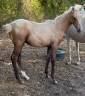 Poulain SF palomino