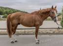 Selle Fran&ccedil;ais &ndash; 10 ans &ndash; Cheval de sport CSO