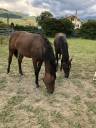A vendre jument de sport ,ou elevage