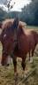 POULAIN 6 MOIS
