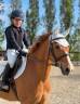 Hongre British Spotted Pony A vendre 2015 Alezan
