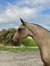 Pouliche &mdash; lusitano 