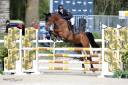Hongre CSO de 9 ans pour cavalier ambitieux