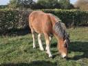 2 pouliches Trait Ardennais