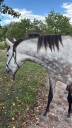 Cheval PRE &agrave; vendre 