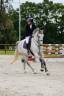 Hongre de 7 ans