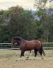 Jument Franche-Montagne PP 8 ans 