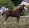 Poulain par Candy de Nantuel x Kannan