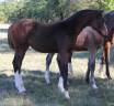 Pouliche SF ulmar mail x fringant de lafage x drakkar 