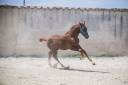 Superbe foal