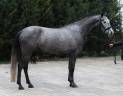 ✨ &Agrave; vendre &ndash; Jument hongroise de 6 ans