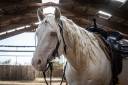 Hongre Quarter Horse AQHA Cr&egrave;me&mdash; Memphis du TR (5 ans)