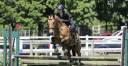 Hongre - OC - 5 ans - Dressage / CSO / Hunter - France