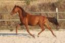 Poulain PRE Pure Race Espagnole Alezan 2024