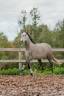 Jument - Lusitanienne - 6 ans - Dressage - France
