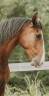 Hongre - lusitanien - 4 ans - Dressage - France