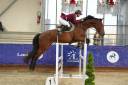 VICTOIRE MONTANA Z ? Jument Zangersheide de 4ans