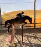 Cheval 8 ans bon moyen 