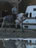 UNE PONETTE  AVEC  UN BEL AVENIR SPORTIF