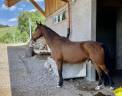 BLUE &ndash; Adorable DS suisse de 22 ans cherche une famille