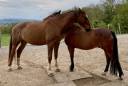 TEKOA &ndash; Grand cheval sensible de 18 ans cherche un foye