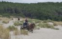 Découvrez la baie de somme à cheval ou en attelage