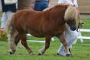 Saillie poney shetland agr&eacute;e