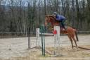 Poney 8 ans 1m48 prêt pour AS 2 à vendre 