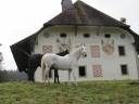 Pension pour chevaux (en retraite ou montés)