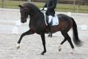 Etalon dressage eprouvé a vendre!! For Sale!