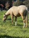 CB BOGIES MIRACLE GUN  2 ans  Appaloosa trés quarterisé